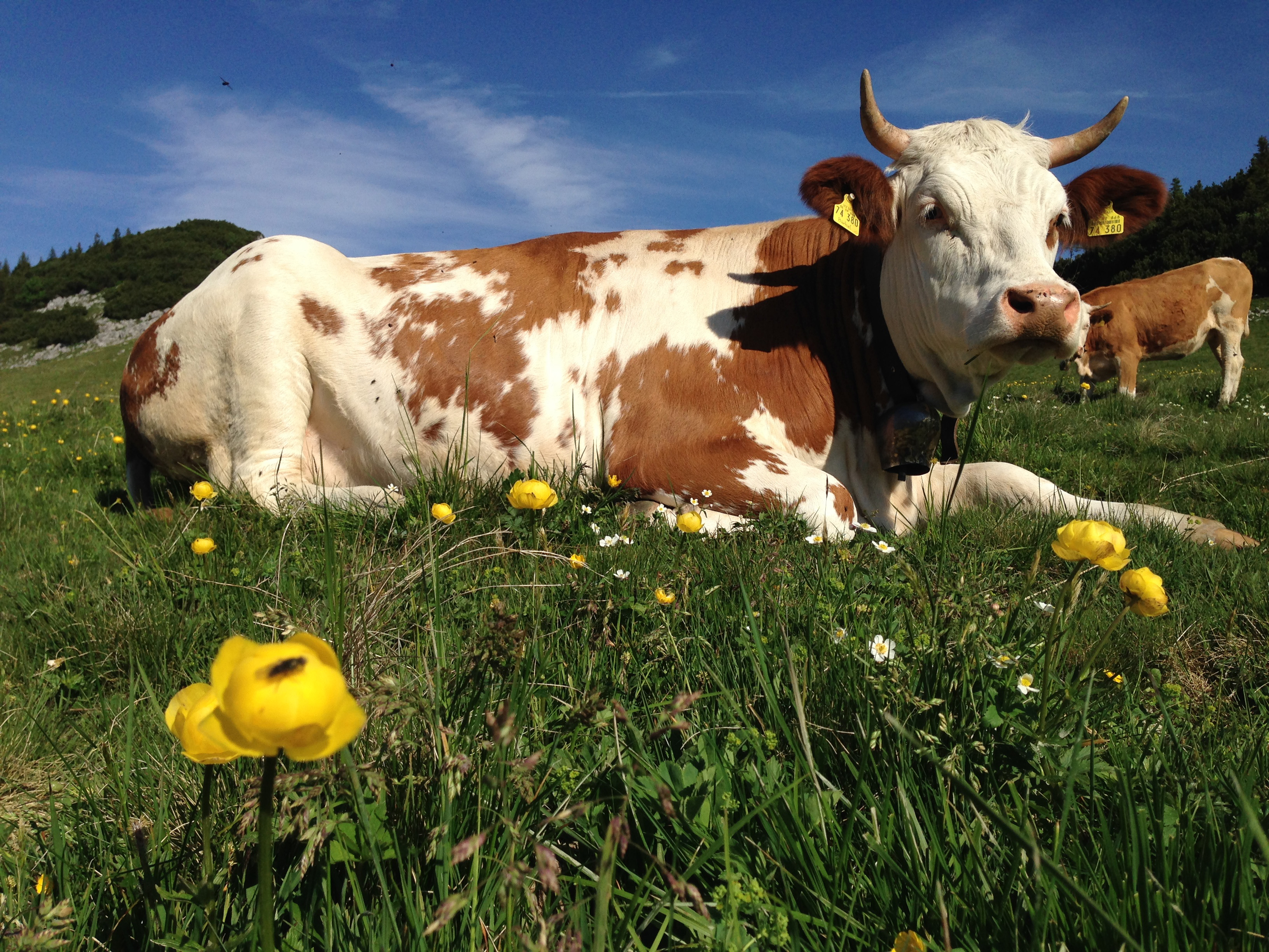 Alle viere von sich strecken1 Foto H. Reiter