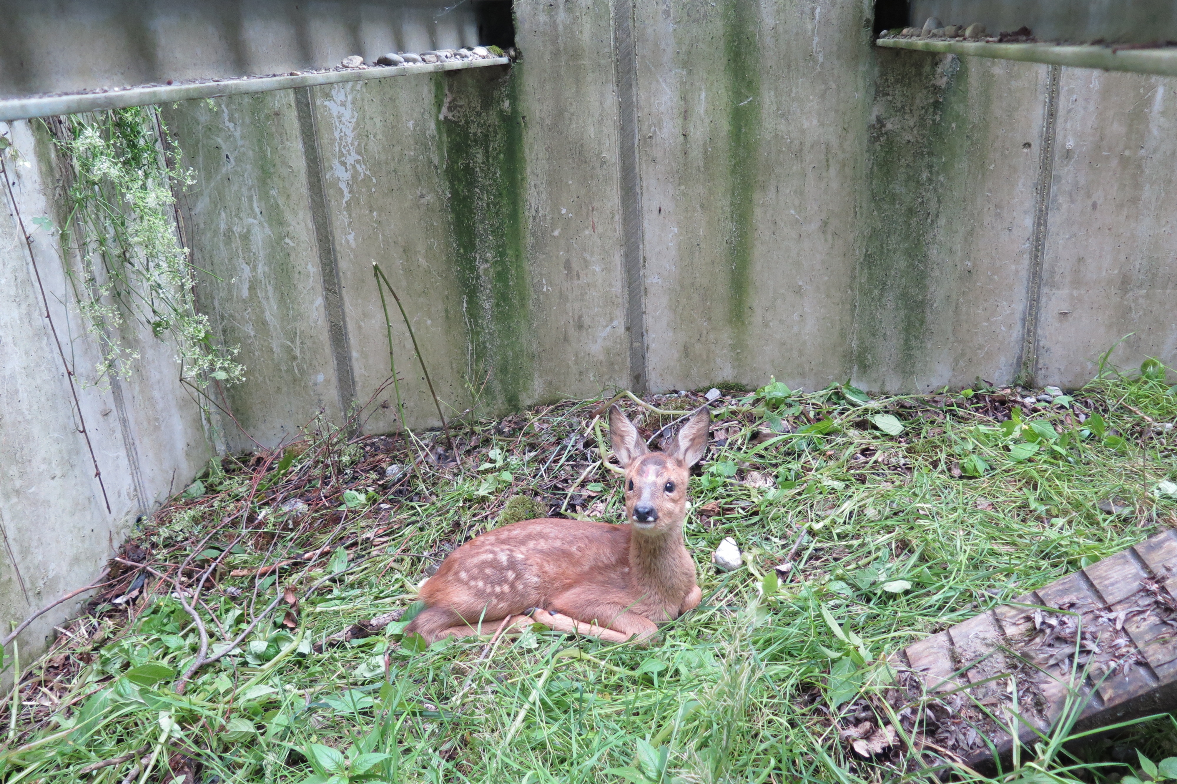 0619 Bambi befreit