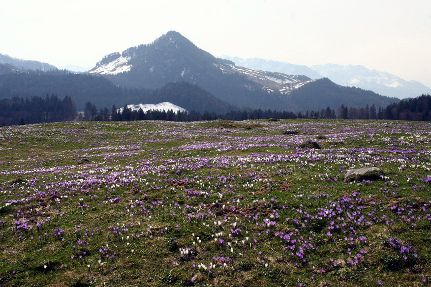 Krokusbluete 2Heuberg