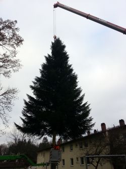 1112 Christbaum 1