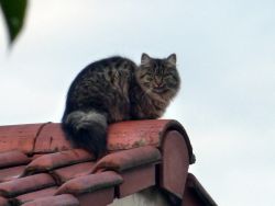 Katze auf dem Dach - nah