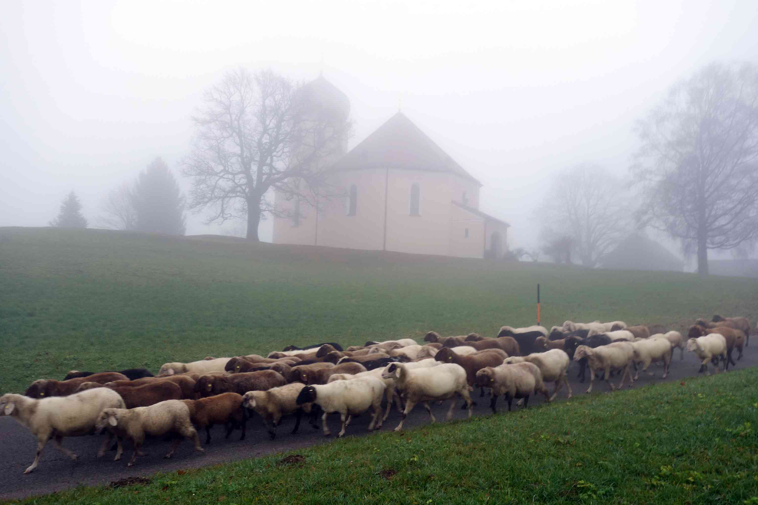 Prien Schafsheimgang